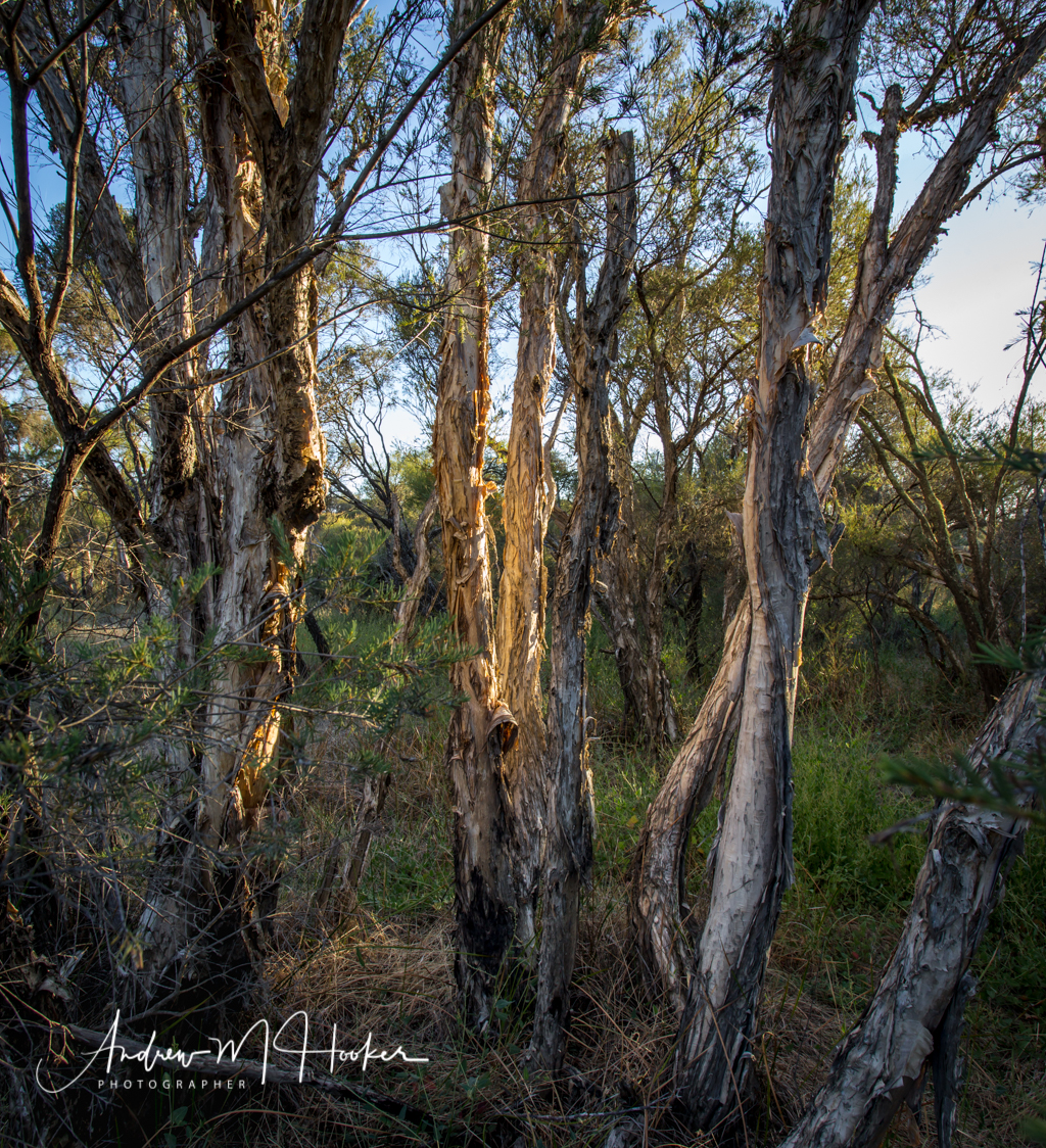 Eulin Crossing Paperbark